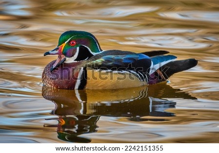 A beautiful male Wood Duck swimming in a city park pond with the golden reflection of late autumn leaves.