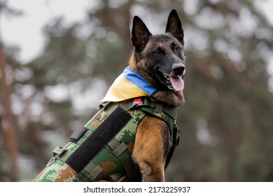 Beautiful Malinois Dog In Body Armor And Ukranian Flag At The Park