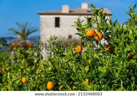 Beautiful Mallorca: Orange tree with flowers along the way on a walk, hike between Port de Soller and Fornalutx, old finca in the background
