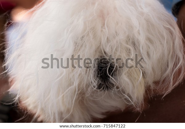 Beautiful Maltese Dog Disheveled Hair Dog Stock Photo Edit