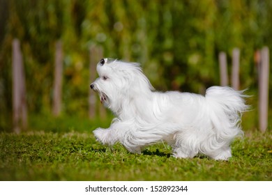 Beautiful Maltese Dog Running Outdoors