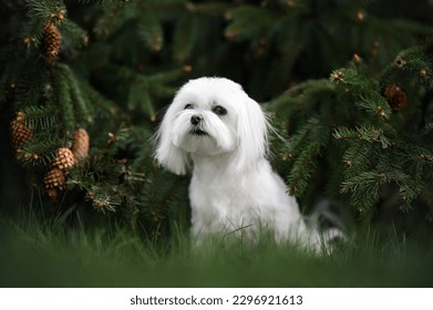beautiful maltese dog sitting outdoors by a pine tree - Powered by Shutterstock