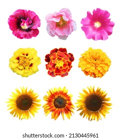 Beautiful malva, sunflower, marigold flowers set isolated on white background. Natural floral background. Floral design element