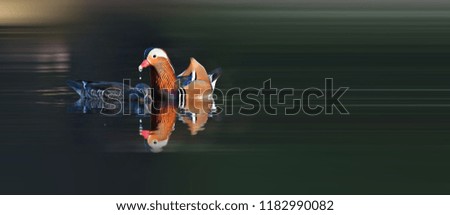 Similar – Great crested grebe displaying mating feathers on water