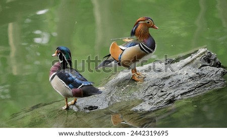 Beautiful mandarin duck male (Aix galericulata) and wood duck male (Aix sponsa) resting on a log in the lake