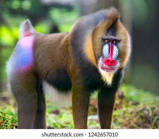 Beautiful mandrill portrait closeup, baboon monkey with colorful face and butt. Limbe wildlife center, Cameroon, West Africa. African wildlife apes.