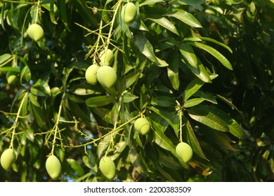 Beautiful Mango Tree Under Maldivian Sun