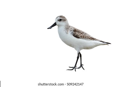 Beautiful mangrove bird, Spoon-billed sandpiper (Calidris pygmaea) who Critically Endangered status in Red list of IUCN in nature in Thailand on white background.