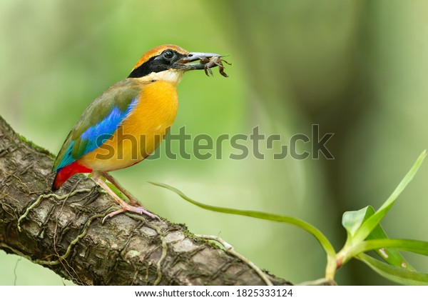 Beautiful\
Mangrove Pitta bird with prey in Mangrove forest, Phang-Nga Bay,\
Southern Thailand. Mangrove Pitta\
hunting