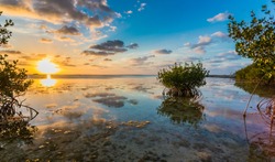 Beautiful Mangrove Swamp At Sunset In Florida Keys