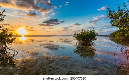 Beautiful mangrove swamp at sunset in Florida Keys