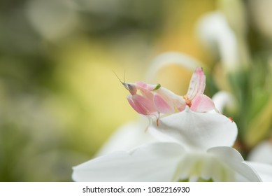 beautiful mantis orchid