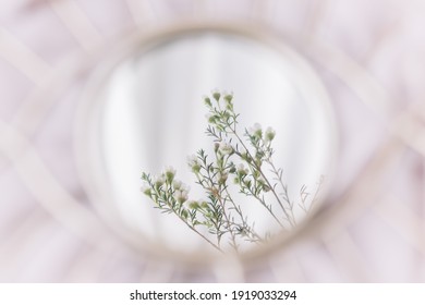 Beautiful Manuka Flowers Reflected In Mirror On Background Of Soft Fabric. Hello Spring And Floral Scent Concept. Happy Womens And Mothers Day. Mental Health Concept. Soft Gentle Image