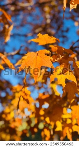 A beautiful maple leaf in the park