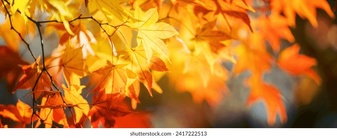 Beautiful maple leaves in autumn sunny day in foreground and blurry background in Kyushu, Japan. No people, close up, copy space, macro shot. Arkistovalokuva