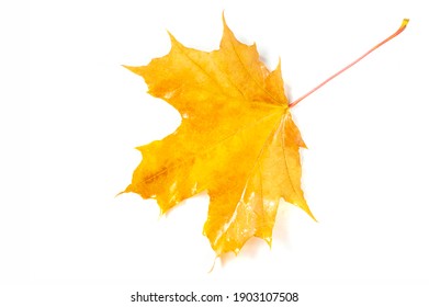 Beautiful maple leaves in the foreground and a blurred white background, close-up, copy space, macro photography. texture - Powered by Shutterstock