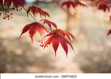Beautiful maple in summer
