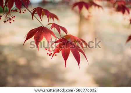 Beautiful maple in summer