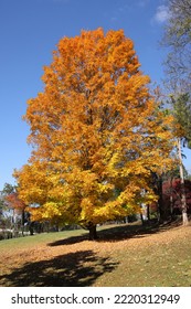 A Beautiful Maple Tree In All Its Fall Glory.