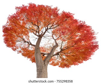 Beautiful Maple Tree Red Leaves In Autumn, Isolated On White Background