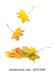 Beautiful Maple Winter Leaves Falling On White Background