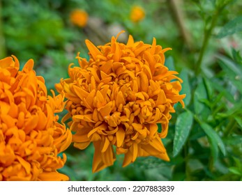 beautiful of marigold flower plant - Shutterstock ID 2207883839