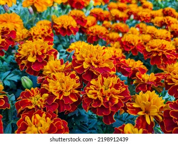 A beautiful marigold flowers outdoors Marigolds in the garden - Powered by Shutterstock