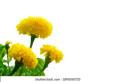 Beautiful marigolds on white space
