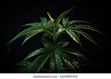 The Beautiful Marijuana Green Leave A Nature Plant For Chemical Medicine Health Care With Black Background.