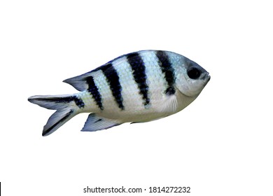 Beautiful Marine Fish (sergeant Major,píntano Fish) In Marine Aquarium. Abudefduf Saxatilis Is A Species Of Damselfish In Family: Pomacentridae. 