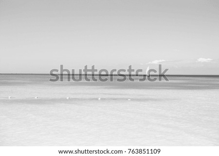 Similar – seagulls at sunset in the mudflats.