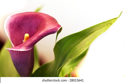 Beautiful Maroon Easter Lilly