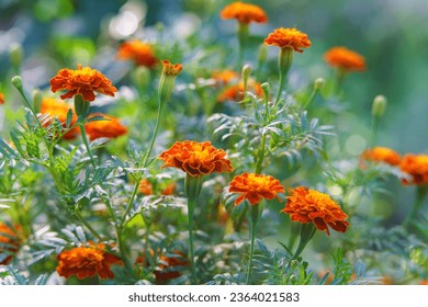 Beautiful marygold fllowers bloom in the garden in sunny day. Beautiful bright orange and green floral background. Marigold flower (Tagetes erecta, Mexican, Aztec or African marigold)
