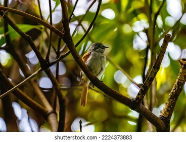 The Beautiful Mascarene Paradise Flycatcher