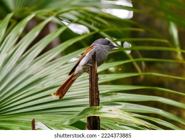 The Beautiful Mascarene Paradise Flycatcher