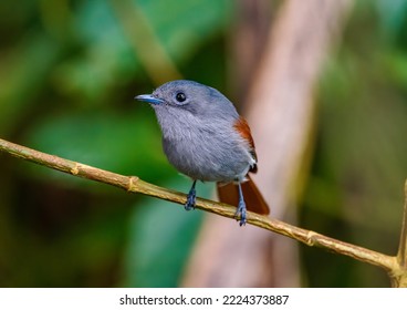 The Beautiful Mascarene Paradise Flycatcher