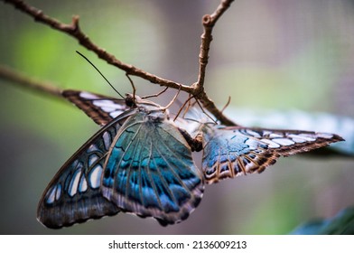 Beautiful mating Butterfly in Bangladesh