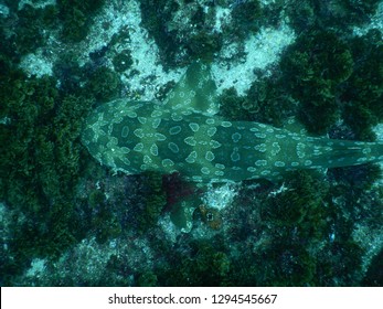 Beautiful Mature Spotted Wobbegong Shark On Julian Rocks Seafloor - NSW