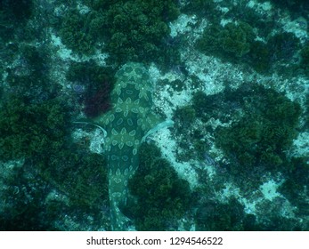 Beautiful Mature Spotted Wobbegong Shark On Julian Rocks Seafloor - NSW