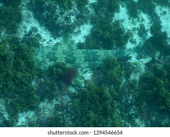 Beautiful Mature Spotted Wobbegong Shark On Julian Rocks Seafloor - NSW