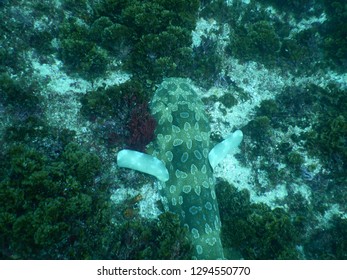 Beautiful Mature Spotted Wobbegong Shark On Julian Rocks Seafloor - NSW