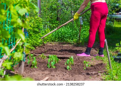 Beautiful Mature Woman Cook With A Hoe The Beds For Planting Tomatoes And Peppers Sunny Spring Day