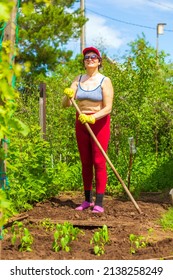 Beautiful Mature Woman Cook With A Hoe The Beds For Planting Tomatoes And Peppers Sunny Spring Day