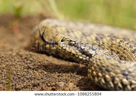 Similar – the rare meadow viper, closeup