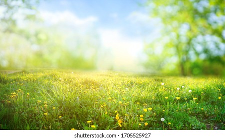 Красивое луговое поле со свежей травой и желтыми цветами одуванчика в природе на фоне размытого голубого неба с облаками. Лето весна идеальный природный ландшафт.