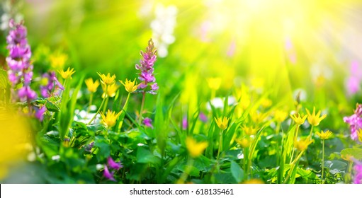 Beautiful meadow field with wild flowers. Spring Wildflowers closeup. Health care concept. Rural field. Alternative medicine. Environment