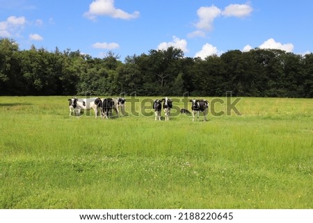 Beautiful meadow with herb-rich grass. In the distance a group of young cows at the forest edge. Photo was taken on a sunny day in summer.