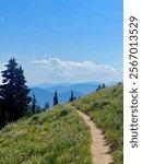 Beautiful meadow hiking on the Timberline Trail around Mount Hood. Pacific Crest Trail mountain views. Flowers, trees, trail, and fields with a blue sky. Stunning scenery of the Pacific Northwest. 