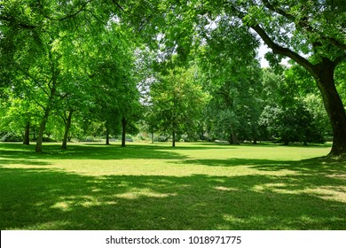 Beautiful meadow in the park - Shutterstock ID 1018971775
