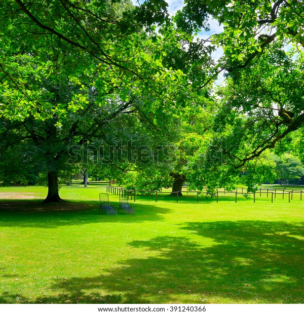 Beautiful Meadow Park Stock Photo 391240366 | Shutterstock